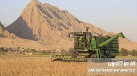 تولید گندم قربانی سوءمدیریت، حاشیه‌سازی و حمایت از مدیران اختلاسگر دارای محکومیت‌های قضایی
