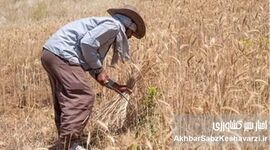 نرخ جدید خرید تضمینی گندم برای سال زراعی ۱۴۰۵ اعلام شد: افزایش ۴۴ درصدی قیمت