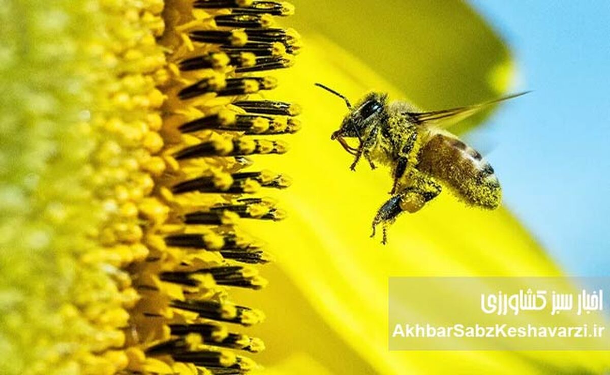 ۳۱ مرداد روز ملی عسل؛ جشن شیرینی دسترنج زنبورداران ایران