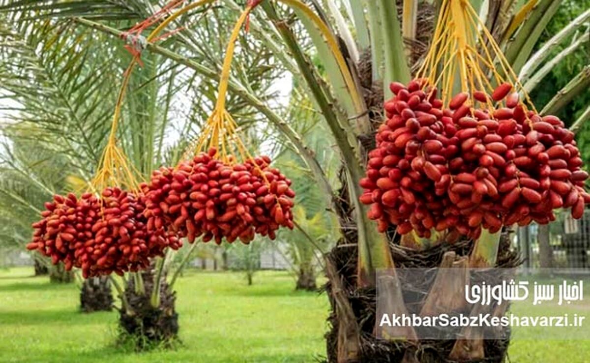 چرا نخل، بهترین انتخاب برای کشاورزی در جنوب فارس است؟
