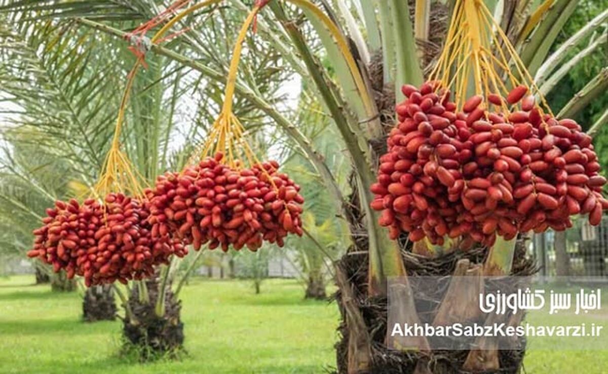 چرا نخل، بهترین انتخاب برای کشاورزی در جنوب فارس است؟
