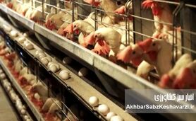  فریاد مرغداران از گرسنگی طیور: «آقای وزیر جهاد به مردم دروغ نگویید!» | بحران نهاده‌های دامی و سوءمدیریت+ویدئو