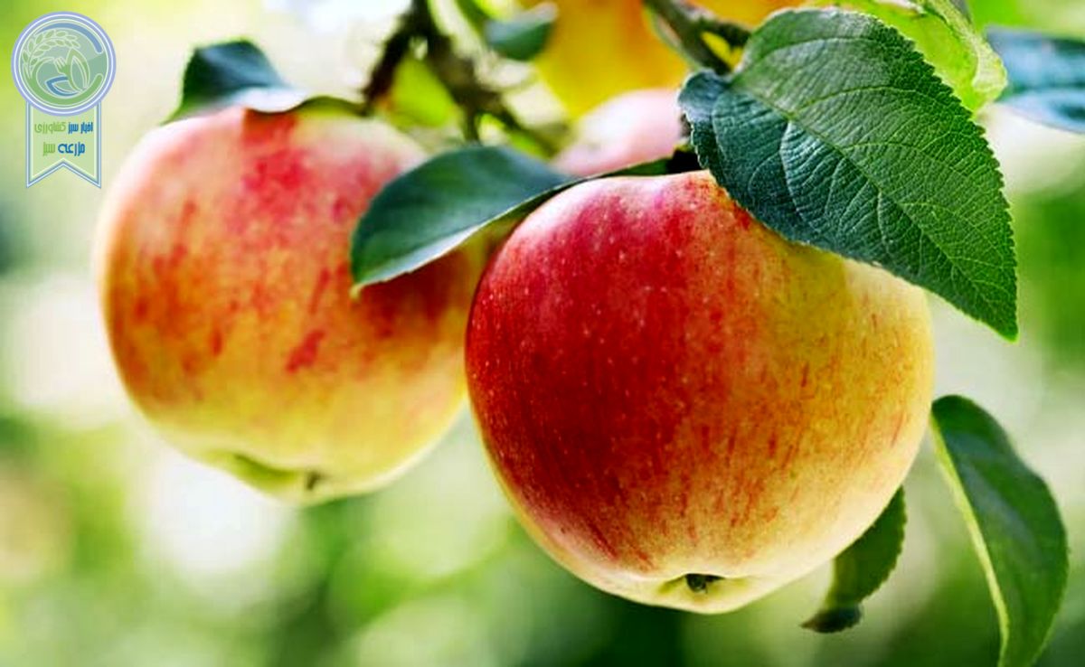 سیب صادراتی به تنظیم بازار نرسید

