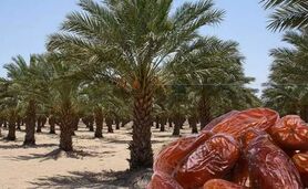 ۳۰۰ میلیون دلار ارزآوری صادرات خرما برای کشور

