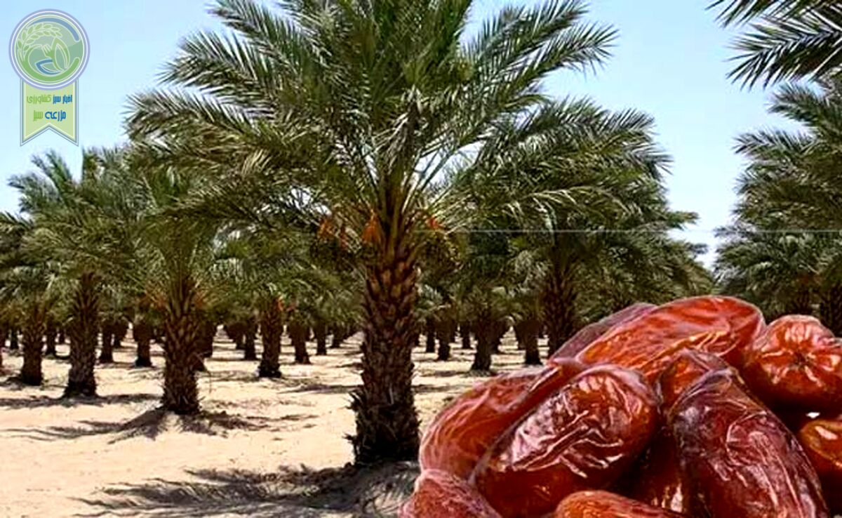 ۳۰۰ میلیون دلار ارزآوری صادرات خرما برای کشور

