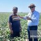 پنبه‌ای که از دل بقایای گندم رویید؛ روایت موفق یک کشاورز پیشرو در گلستان+ویدئو