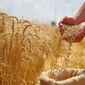 چالش‌های کشت گندم؛ افزایش ۷ برابری قیمت کودهای شیمیایی