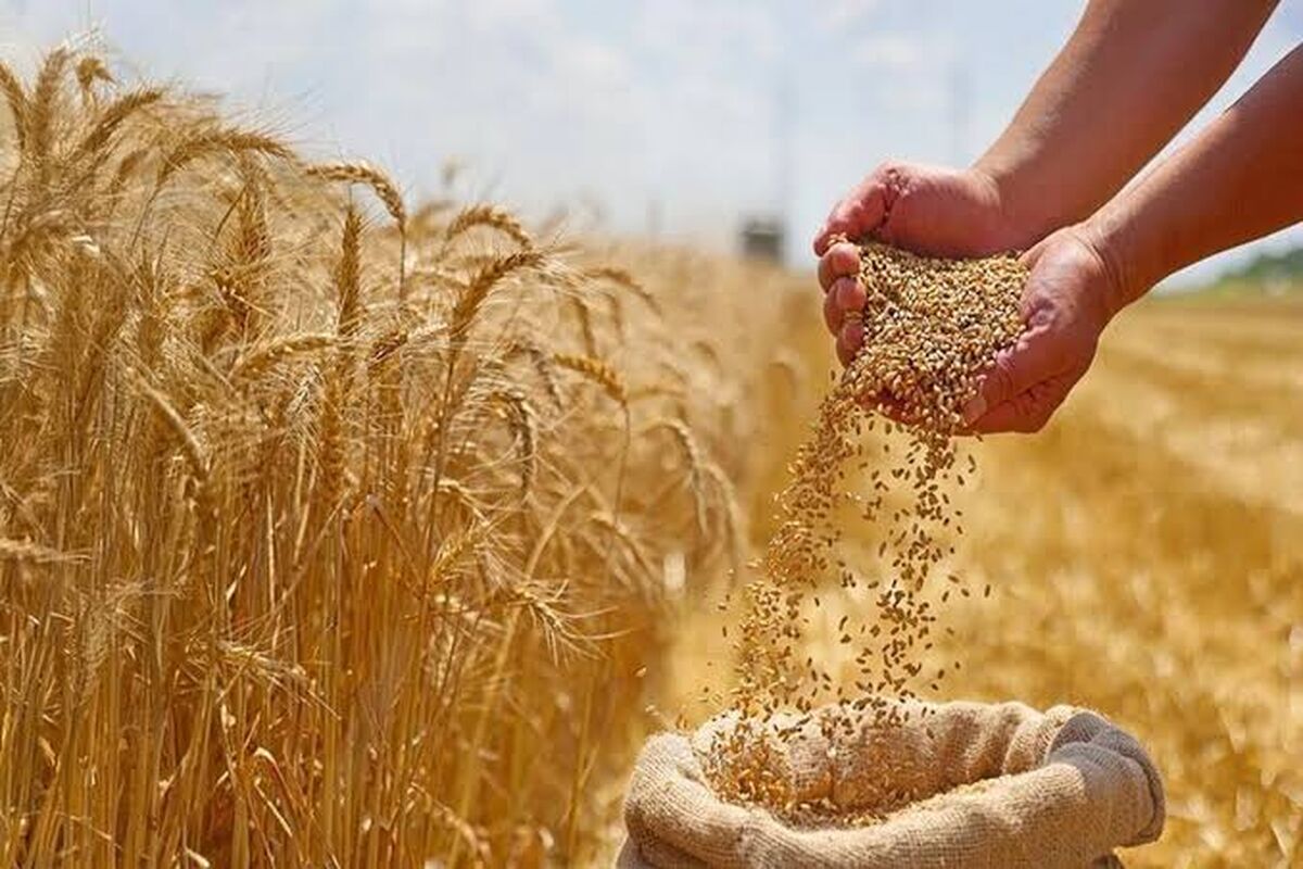 هشدار دیوان محاسبات درباره تأخیر در پرداخت مطالبات گندم‌کاران