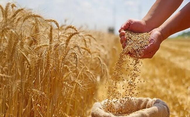 چالش‌های کشت گندم؛ افزایش ۷ برابری قیمت کودهای شیمیایی