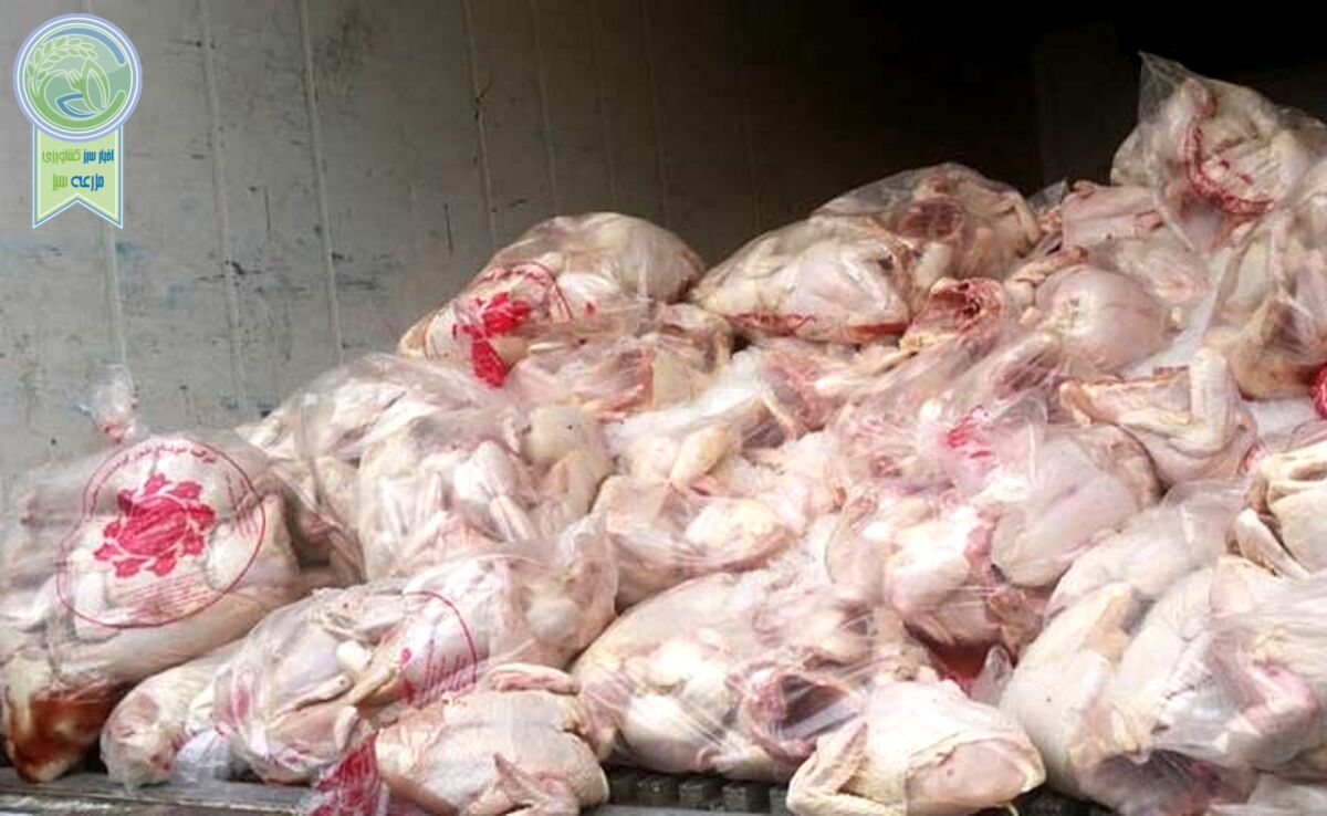 افزایش قیمت گوشت مرغ صحت ندارد
