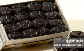 از ۳۵۰ تومان تا ۳۵۰ هزار تومان؛ جهش هزاربرابری قیمت خرما در ایران