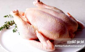 افزایش قیمت مرغ؛ پشت‌صحنه گرانی و لیست تازه نرخ‌ها
