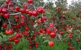 افزایش  ۳۰ درصدی تولید محصولات باغی

