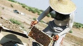 رونق بازار عسل سیستان و بلوچستان در کشورهای حاشیه خلیج فارس


