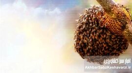 جمعیت زنبورعسل وحشی: عددی شگفت‌انگیز که دنیای زنبورها را دگرگون کرد!