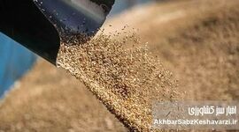 بحران گوشت در ایران؛ پشت پرده فساد و بی‌تدبیری در واردات نهاده‌های دامی