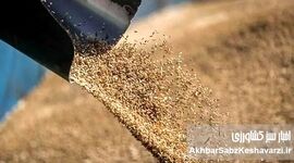بحران گوشت در ایران؛ پشت پرده فساد و بی‌تدبیری در واردات نهاده‌های دامی