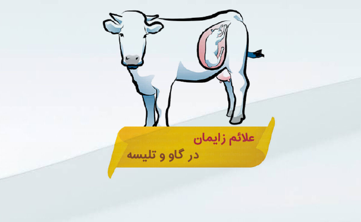 علائم زایمان در گاو و تلیسه‌

