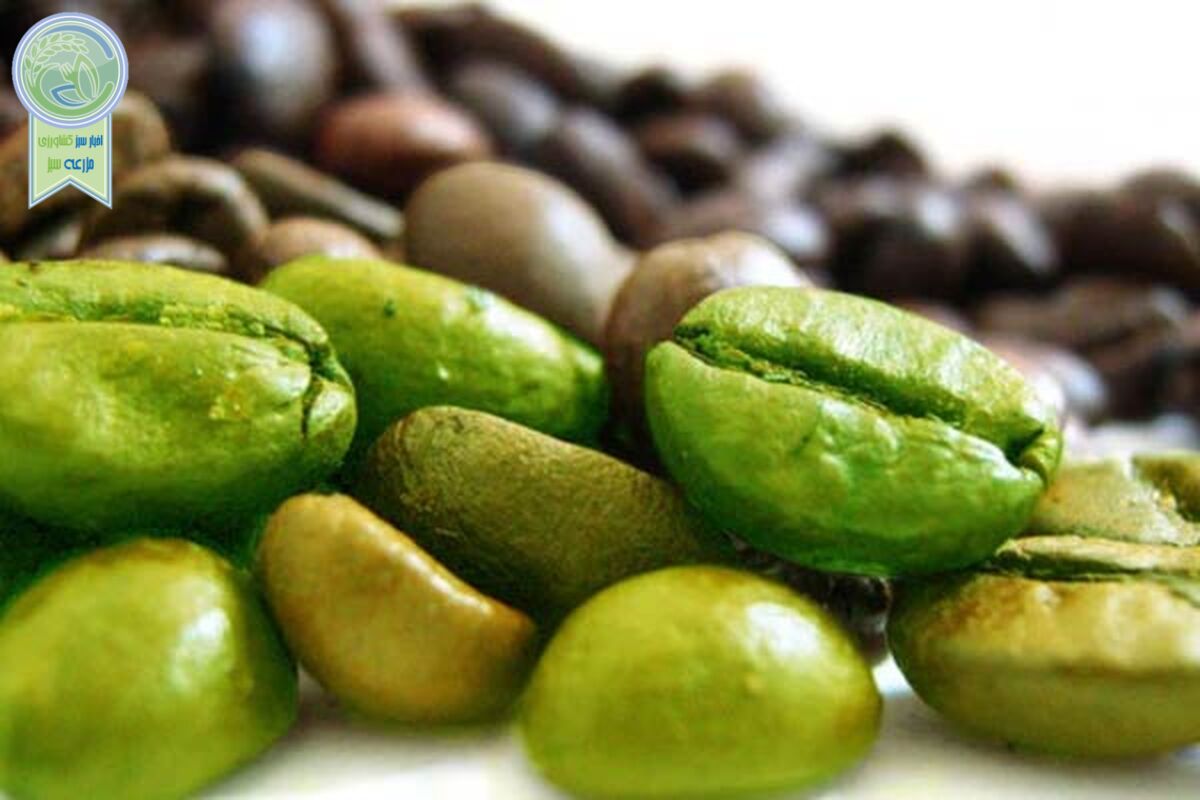 قهوه سبز و فواید شگفت‌آور آن

