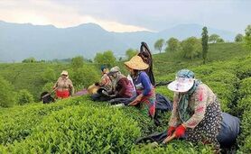 قیمت چای هیچ تناسبی با تورم ندارد