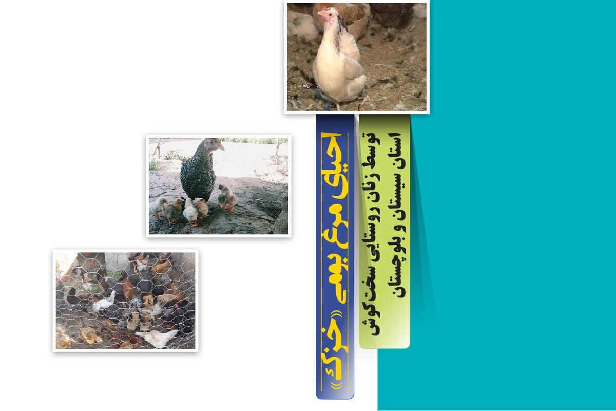 احیای مرغ بومی «خزک»

