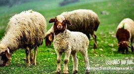 ایران، یکی از چهار قدرت اصلی در تولید دام سبک منطقه