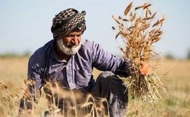 زمان پرداخت مطالبات گندم‌کاران مشخص شد

