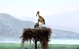 سموم کشاورزی بلای جان پرندگان


