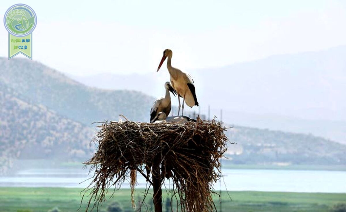 سموم کشاورزی بلای جان پرندگان

