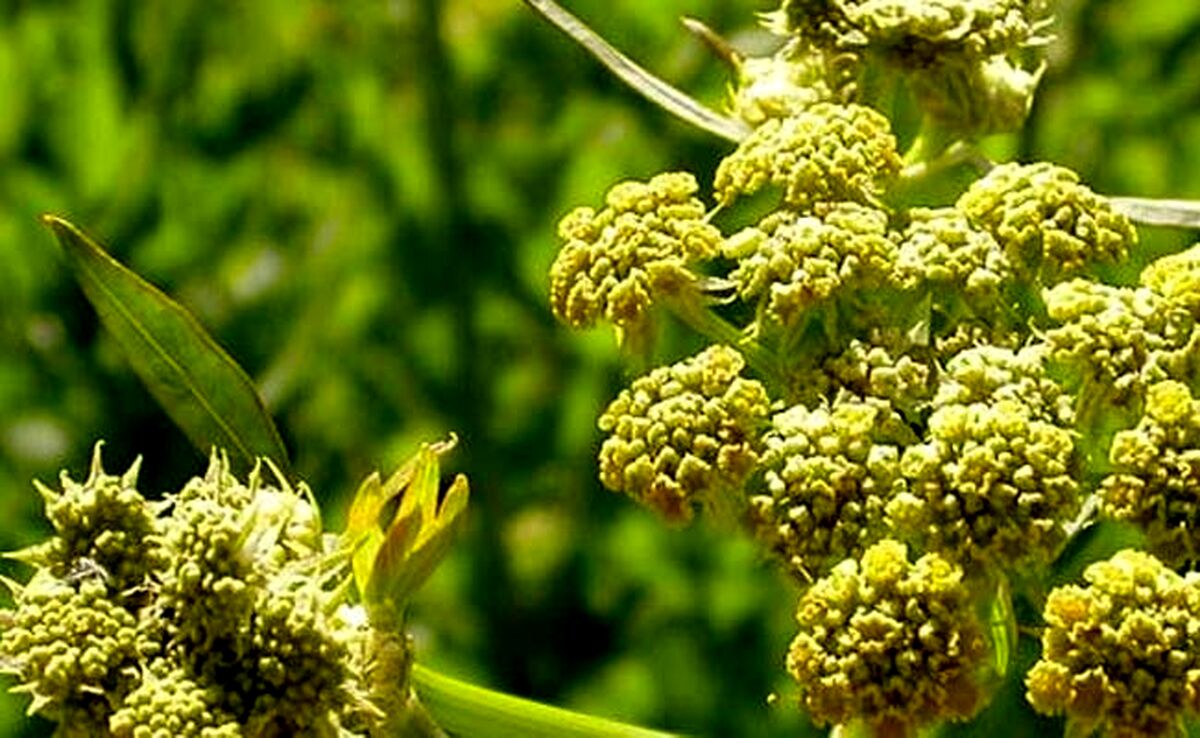 انغوزه؛ طلای سبز تفت کوه

