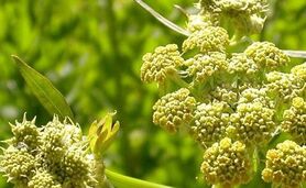 انغوزه؛ طلای سبز تفت کوه

