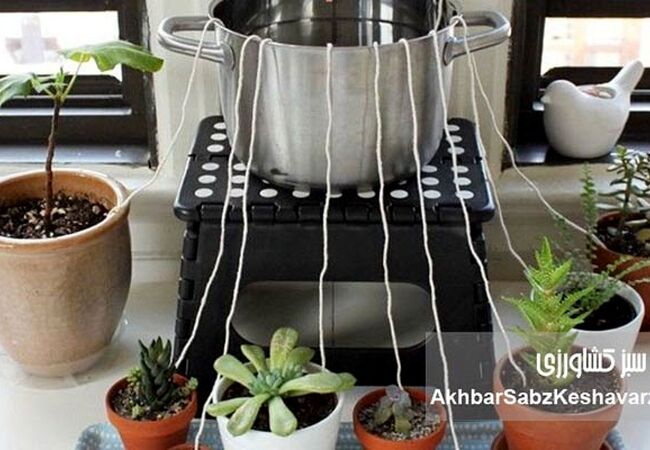 ۶ ترفند برای آبیاری گیاهان در سفر