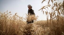 پرداخت جایزه ۲۰هزار تومانی گندم؛ تصمیم تازه برای نجات امنیت غذایی