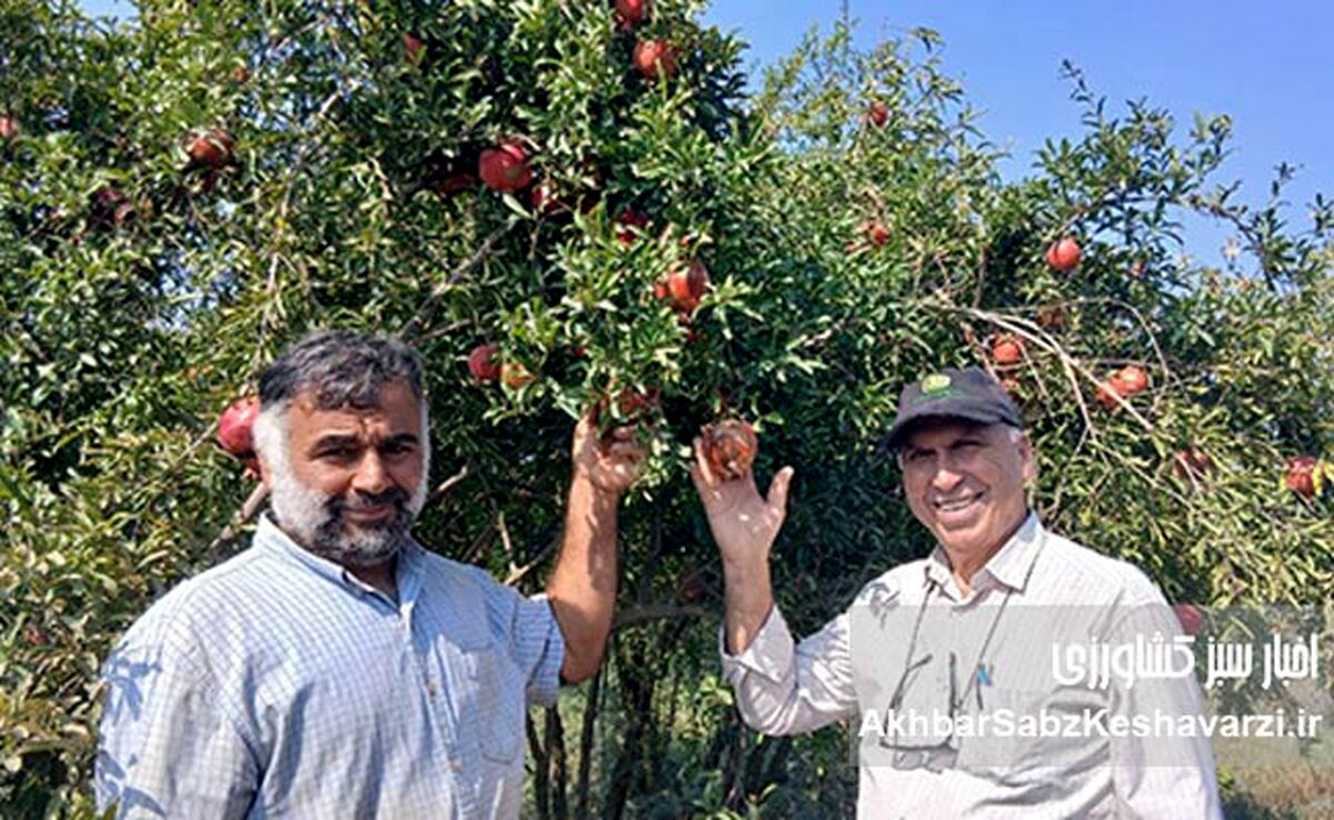 عیسی لکزایی؛ کشاورز نوآور آق‌قلایی و تولیدکننده انار سالم در خاک شور جماران+ ویدئو