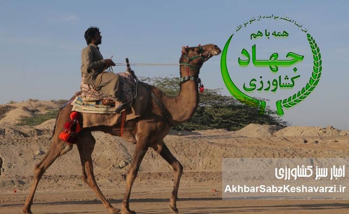 شترسواری وزیر جهاد کشاورزی؛ قاچ زین و سفت بچسب، شترسواری پیشکشت