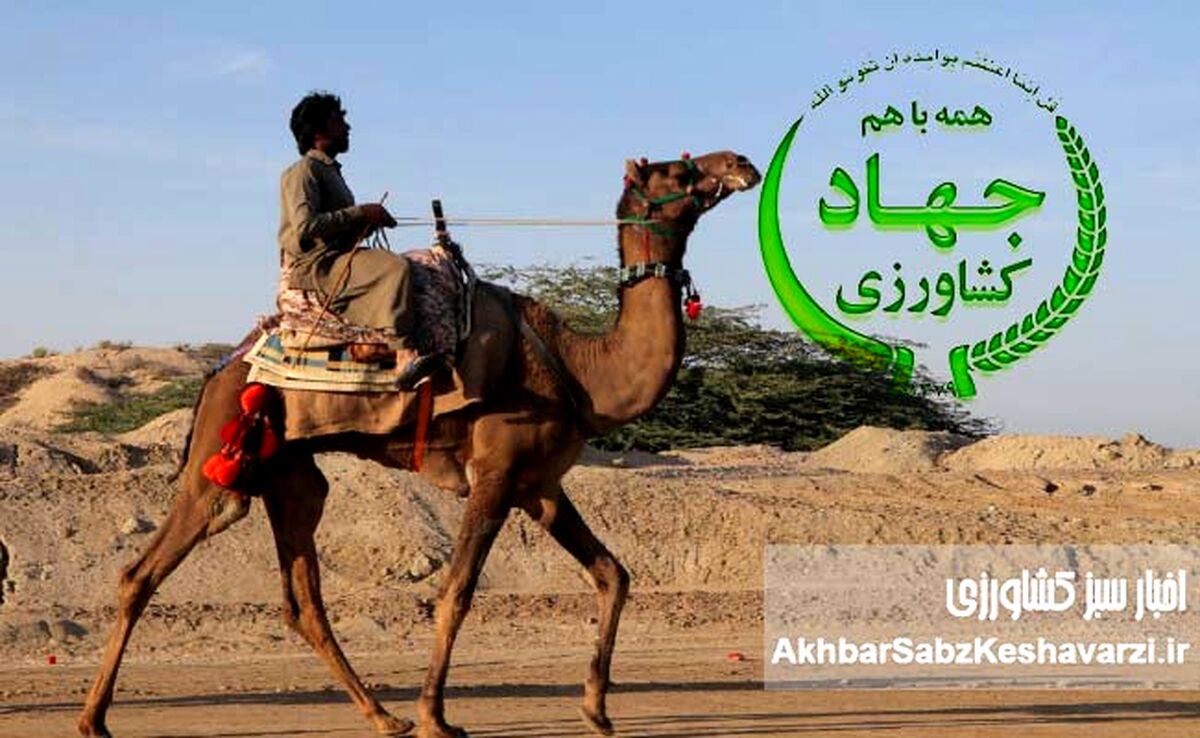 شترسواری وزیر جهاد کشاورزی؛ قاچ زین و سفت بچسب، شترسواری پیشکشت