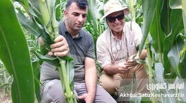 ​برداشت ۴۷ تن ذرت علوفه‌ای در هکتار؛ دستاورد کشاورزی بی‌خاک‌ورزی در بقایای کلزا+ویدئو