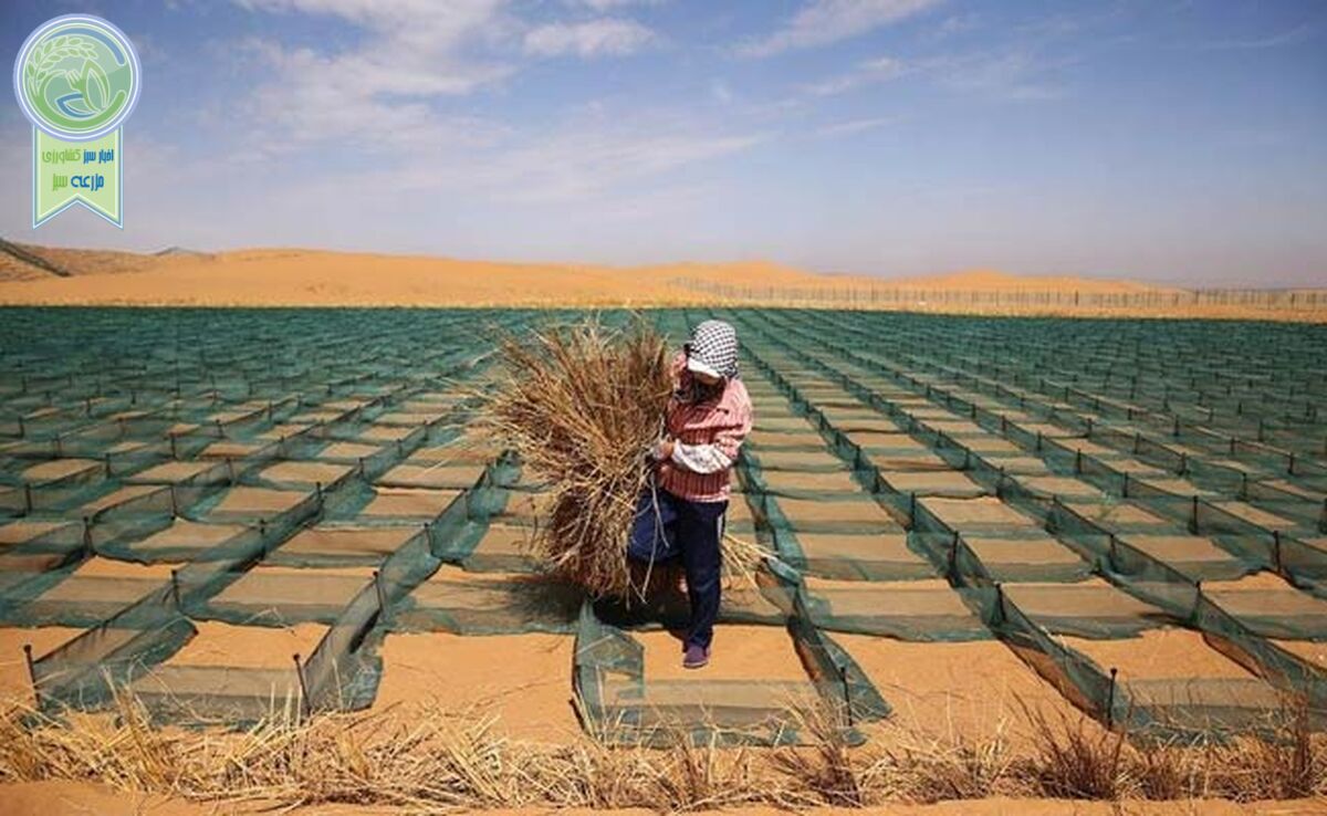 چینی‌ها با دیوار سبز، بیابان را جنگل می‌کنند+ویدئو

