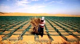 چینی‌ها با دیوار سبز، بیابان را جنگل می‌کنند+ویدئو

