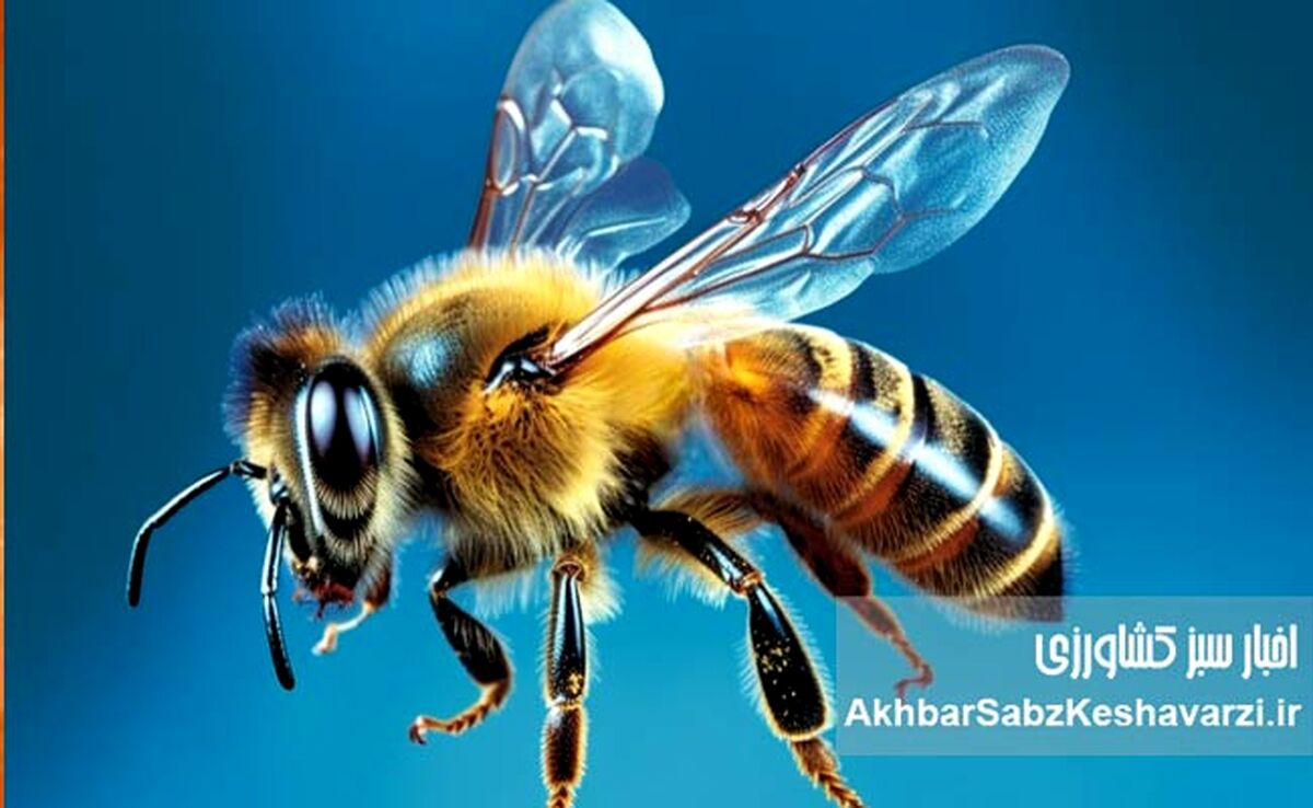 آیا شنیده‌اید که زنبور عسل هم مست می‌شود؟ وقتی زنبورها «آب‌شنگولی» می‌زنند!+ویدئو
