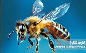 آیا شنیده‌اید که زنبور عسل هم مست می‌شود؟ وقتی زنبورها «آب‌شنگولی» می‌زنند!+ویدئو
