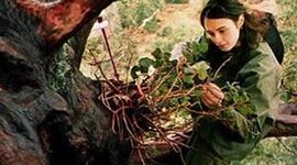 دو سال زندگی این زن بالای درخت! +ویدئو

