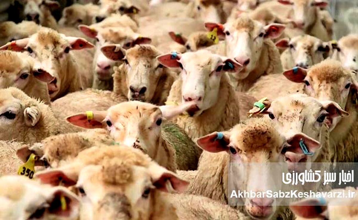 قیمت گوسفند زنده عید قربان ۱۴۰۳