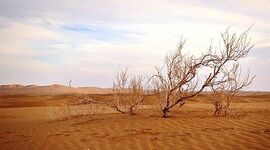کالبدشکافی پدیده‌ایی به نام بیابان‌زدایی

