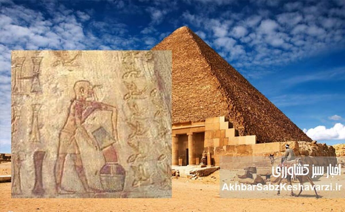 عسل فناناپذیر اهرام مصر پس از 3000 سال+ ویدئو