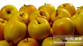 یک سیب در روز، پزشک را از شما دور می‌کند: راز سلامتی در این میوه ساده نهفته است!