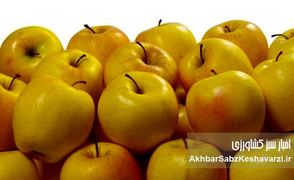 یک سیب در روز، پزشک را از شما دور می‌کند: راز سلامتی در این میوه ساده نهفته است!