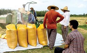 برنجکاران به دنبال تغییر کاربری هستند

