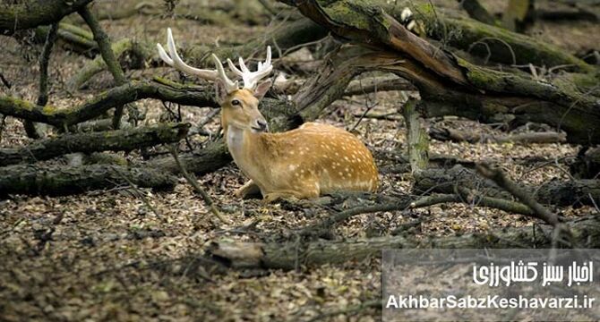 گوزن زرد ایرانی؛ از شایعه ذبح تا سفر به خانه جدید