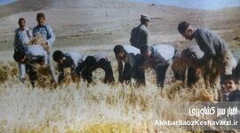 آموزش کشاورزی: از شبدر دهه ۴۰ تا مشارکت ملی در انتخاب ارقام